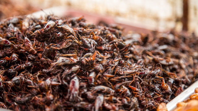 Ученые оценили, как потребление насекомых влияет на здоровье человека — новости медицины